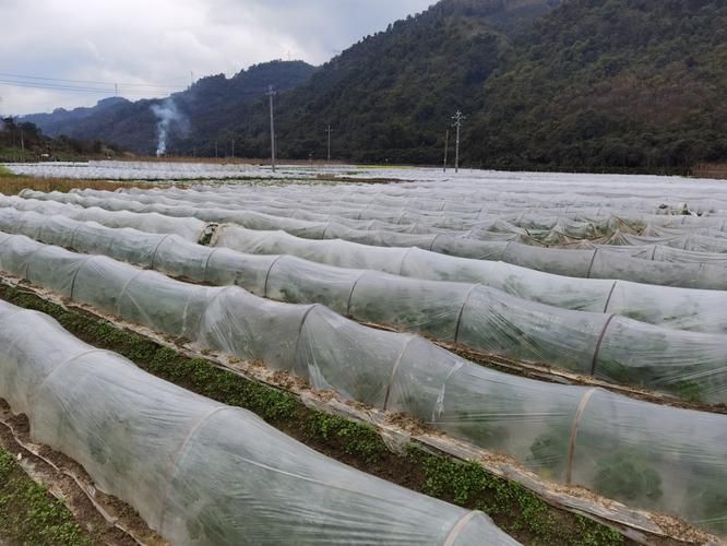 广西壮族自治区百色市田林县疫情静默最新消息:百色田林新闻最新消息头条