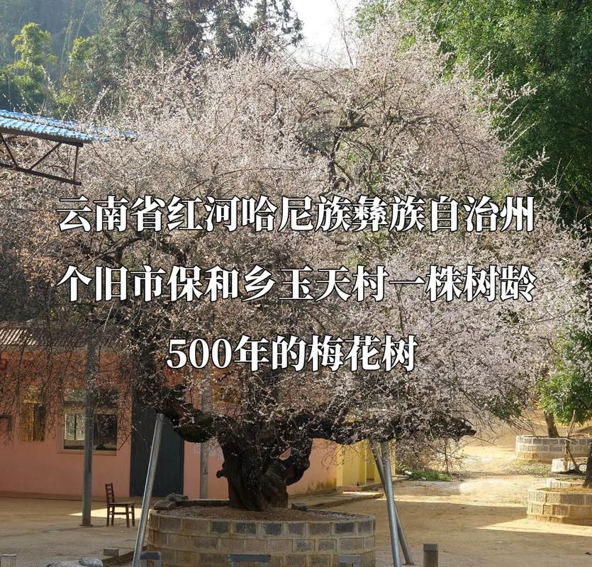 云南红河哈尼族彝族自治州个旧最新通告：所有人员解封/个旧属于红河州南部吗