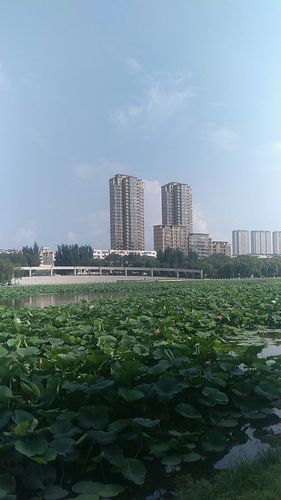 专家:辽宁阜新太平区每年或现多个感染高峰:阜新太平区动迁规划图
