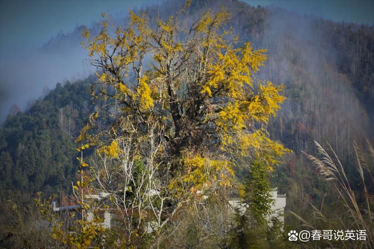 安徽省黄山市祁门县什么时候可以解封_祁门县在哪儿