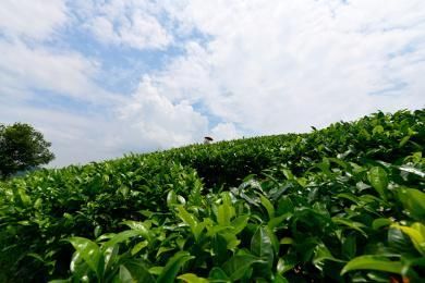 【贵州遵义湄潭县疫情管控区最新消息_贵州遵义市湄潭】
