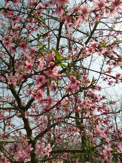 【专家:安徽省蚌埠市怀远县每年或现多个感染高峰,安徽蚌埠怀远县新闻】