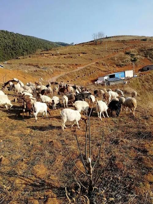 普格县什么时候可以解封:普格县概况