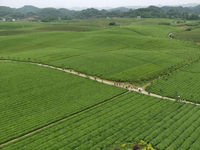 贵州省遵义市湄潭县新增22例阳性感染者，从境外抵乡城县:湄潭 遵义