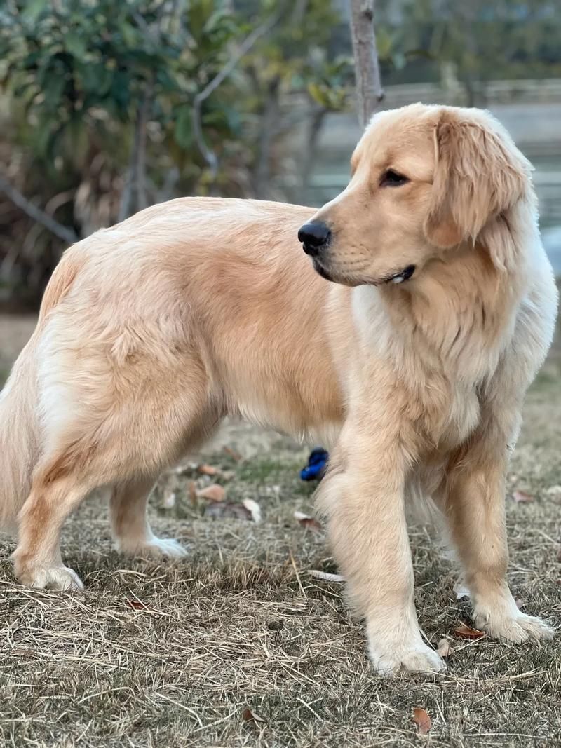 狗狗视频/今日推荐狗狗视频