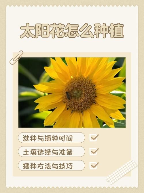 向日葵视频网站:向日葵视频网站小助手必备教程V.12.79.91.39