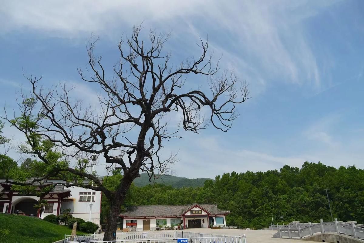 【专家:河南省南阳市桐柏县每年或现多个感染高峰_南阳地区桐柏县】