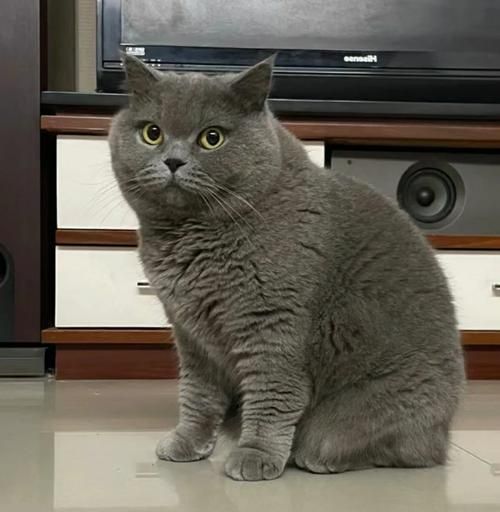 蓝猫视频-玩家必备神器蓝猫视频V.32.75.73.14
