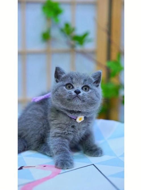 蓝猫视频 - 蓝猫视频了解平台V.60.12.24.92