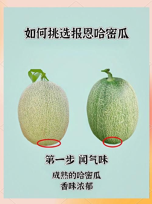 孕妇可以吃哈密瓜吗:孕妇可以吃哈密瓜吗附工具脚本详细教程V.61.53.16.57