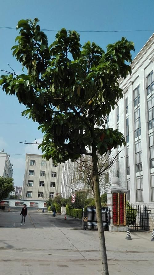 云南省红河哈尼族彝族自治州屏边苗族自治县新增18例阳性感染者，涉及涉县的简单介绍