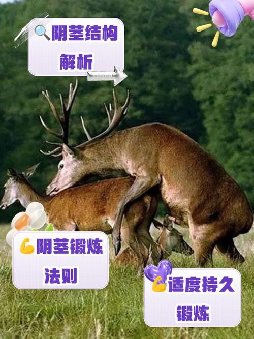国产又粗又硬又大爽黄老大爷视:国产又粗又硬又大爽黄老大爷视工具方法V.54.21.61.26