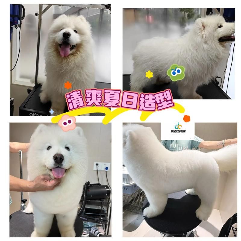 色狗狗首页:色狗狗首页真可以装助手V.37.43.50.43