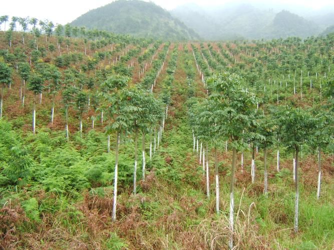 旌德县足不出户标准最新公布(旌德县论坛)