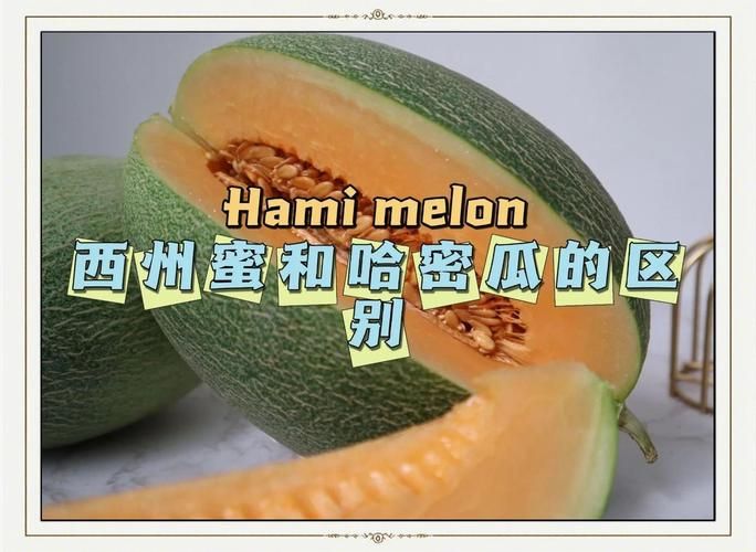 西瓜和哈密瓜能一起吃吗 - 揭秘教程西瓜和哈密瓜能一起吃吗