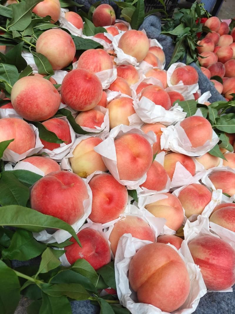 水蜜桃视频:每日科技水蜜桃视频