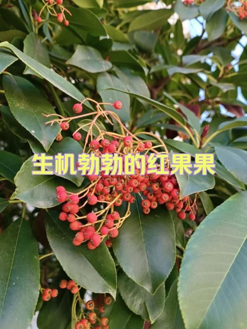 红果视频：玩家必备教程红果视频