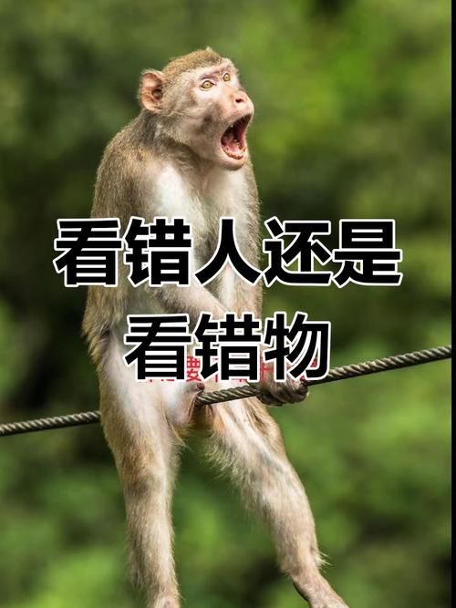 人与畜生电影 - 人与畜生电影玩家必看教程V.36.60.91.59