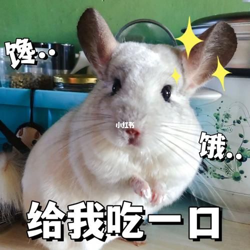 迈开腿让我尝一下CH宝宝-迈开腿让我尝一下CH宝宝零售价充值渠道V.53.22.43.79