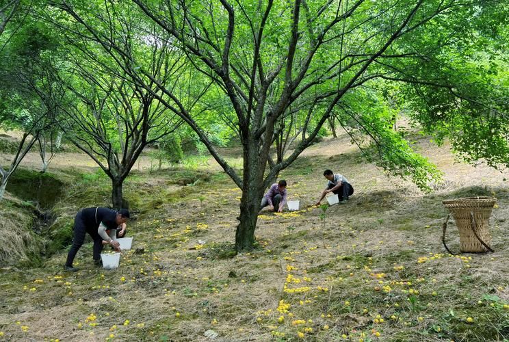 【平武县最新疫情趋势：寻找同轨迹人员,平武新闻最新翻车消息】